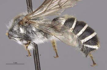 Media type: image;   Entomology 15709 Aspect: habitus lateral view